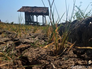 9.358 Ha Sawah Gagal Panen Gara-gara Kekeringan