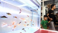 Bebagai jenis ikan dijual di tempat baru ini.