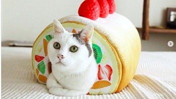 Gemas! rumah si kucing dengan bentuk kue. (Foto: Brightside)