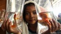 Seorang anak menunjukan ikan yang baru dibelinya.
