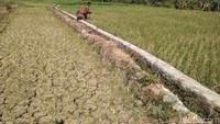 Saluran irigasi yang biasanya teraliri air, kini tampak mengering tak sedikitpun bersisa.