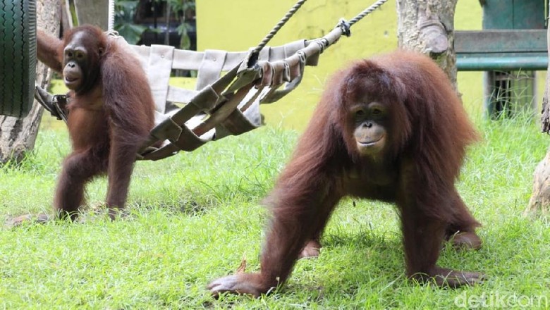 Dituduh Aniaya Orangutan, Keeper KBS: Damai dan Risky Berkelahi Dituduh Aniaya Orangutan, Keeper KBS: Damai dan Risky Berkelahi