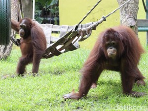 Dituduh Aniaya Orangutan, Keeper KBS: Damai dan Risky Berkelahi