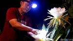 Berburu Foto Instagramable di Kebun Buah Naga Pada Malam Hari