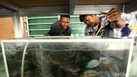Mereka berburu ikan hias idaman.