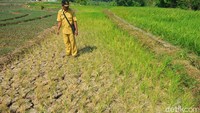 Begini kondisi persawahan yang kering kerontang di Desa Sinarrancang, Kecamatan Mundu, Kabupaten Cirebon, Jawa Barat, Selasa (25/6).