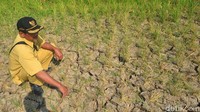 Belasan hektar sawah yang dilanda kekeringan itu tersebar di tiga blok, yakni blok Rancang, Sigarjaya, dan Jlawe.
