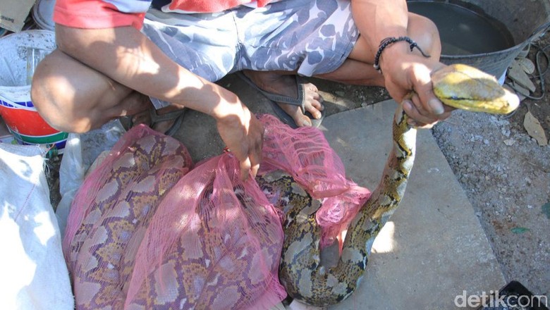 Warga Tangkap 2 Ular Piton di Aliran Sungai Citarum Warga Tangkap 2 Ular Piton di Aliran Sungai Citarum