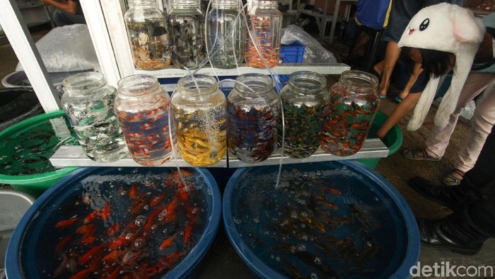 Penjual Ikan Hias Di Trotoar Jatinegara Direlokasi