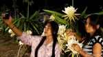 Berburu Foto Instagramable di Kebun Buah Naga Pada Malam Hari