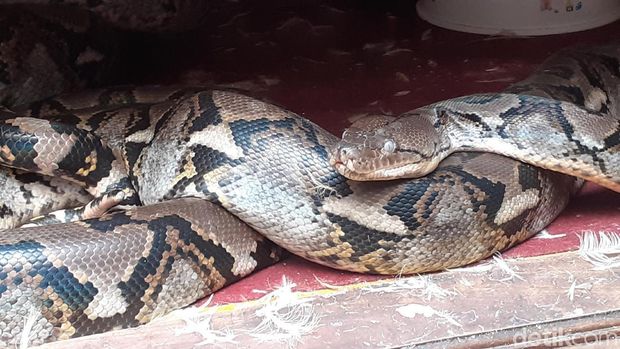Mengintip Rumah Ular Milik Steve Ewon di Bandung Barat
