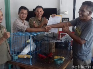 BBKSDA Jabar Amankan 6 Satwa Dilindungi dari Taman Wisata Jempol Cirebon