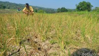 Minimnya sumber mata air di wilayah Sinarrancang menjadi salah satu faktor penyebab kekeringan.
