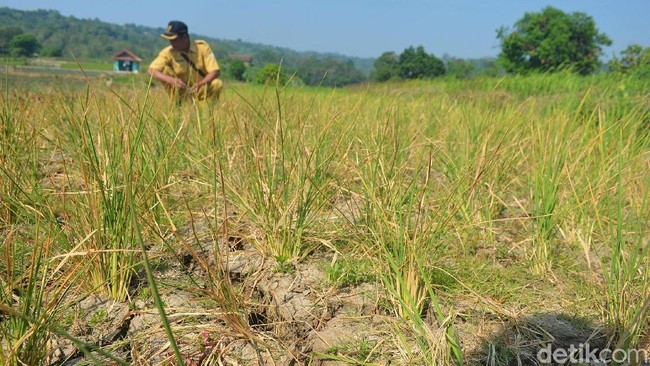 9.300 Hektare Sawah Gagal Panen