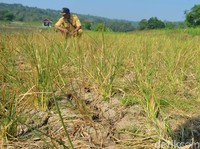 9.300 Hektare Sawah Gagal Panen