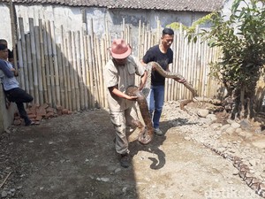 Mengintip Rumah Ular Milik Steve Ewon di Bandung Barat