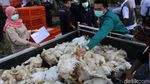 Duh! Harga Ayam Anjlok, Peternak Pilih Bagi-bagi Gratis