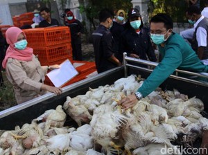Harga Ayam Anjlok, Ini Penjelasan Kemendag