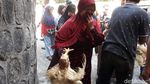Duh! Harga Ayam Anjlok, Peternak Pilih Bagi-bagi Gratis