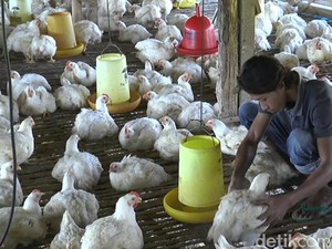 Janji Pemerintah ke Peternak untuk Stabilkan Harga Ayam