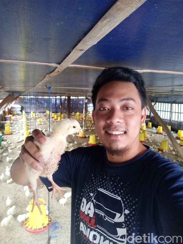 Peternak Di Kediri Pilih Bagikan Ribuan Ayam Ke Warga Karena Faktor Ini