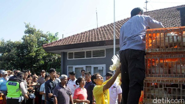 Duh! Harga Ayam Anjlok, Peternak Pilih Bagi-bagi Gratis
