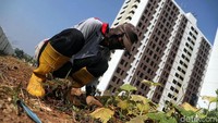 Menurut Kepala Bidang Pembinaan, Penertiban, dan Peran Serta Masyarakat Dinas Perumahan Rakyat dan Kawasan Permukiman (Disperkim) DKI Jakarta Meli Budiastuti, sejumlah rusunawa tersebut, termasuk rusun Rorotan, rencananya akan diresmikan pada bulan Agustus mendatang.