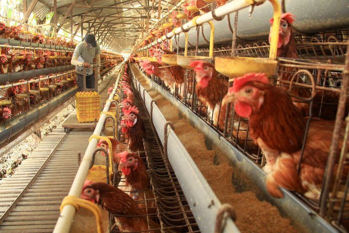 Jurus Kementan Pulihkan Anjloknya Harga Ayam