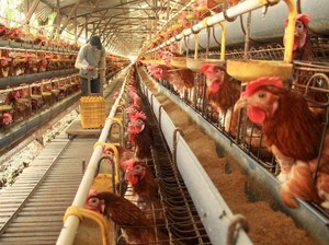 Jurus Kementan Pulihkan Anjloknya Harga Ayam