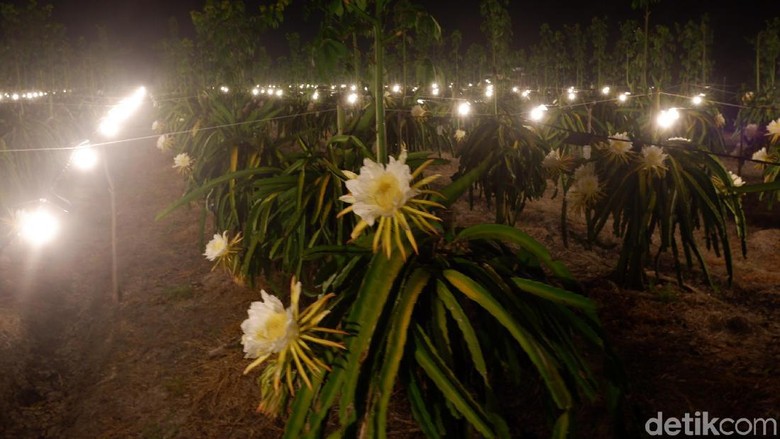 Di Bulan Tanpa Huruf R, Buah Naga Butuh Sinar Lampu untuk Berbunga? Di Bulan Tanpa Huruf R, Buah Naga Butuh Sinar Lampu untuk Berbunga?