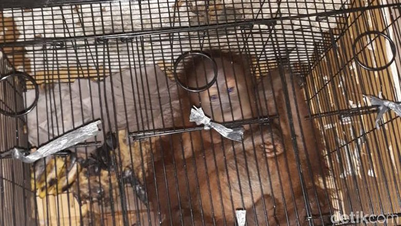 Diserahkan ke BBKSDA Riau, Begini Kondisi Orang Utan yang Gagal Diselundupkan Diserahkan ke BBKSDA Riau, Begini Kondisi Orang Utan yang Gagal Diselundupkan
