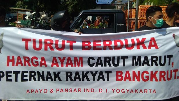 Peternak di Yogyakarta protes harga ayam anjlok