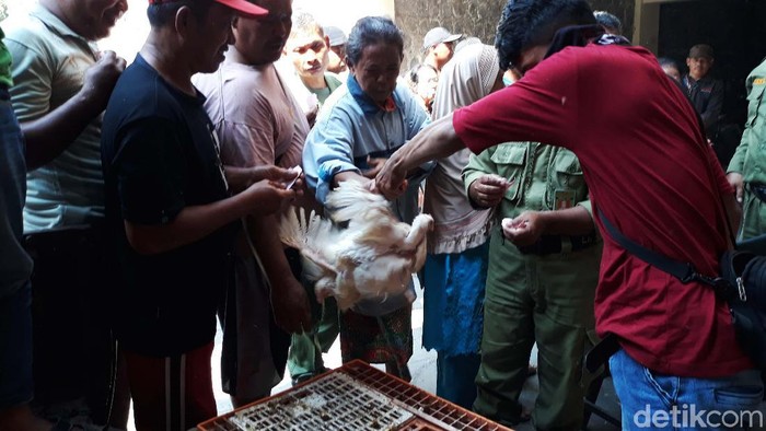 Ribuan ekor ayam dibagikan gratis di sejumlah titik di Kota Semarang. Warga pun menyerbu lokasi pembagian sejak pagi.