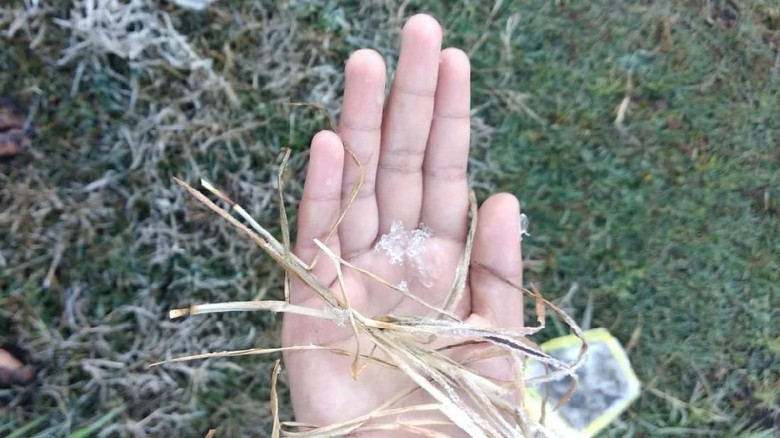 Embun Upas Semeru Sedap Dipandang Namun Bahaya Jika Dipegang Embun Upas Semeru Sedap Dipandang Namun Bahaya Jika Dipegang