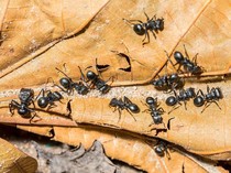 Doa Mengusir Semut yang Bisa Dilafalkan Kaum Muslimin