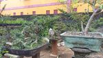 Foto: Tempat Wisata Untuk Kamu Penggemar Bonsai