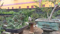 Di belakang Galeri UBS, juga terdapat kebun pembibitan bonsai. Soal harga, ada bonsai yang pernah dibeli sampai Rp 150 juta. Wah, lumayan banget ya! (Aji Kusuma/detikcom)