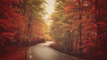 Pemandangan memukau sebuah jalan yang di sisi kanan dan kirinya dihiasi pepohonan yang daun-daunnya nampak menguning layaknya di musim gugur. Istimewa/Dok. Boredpanda/rodrirou.