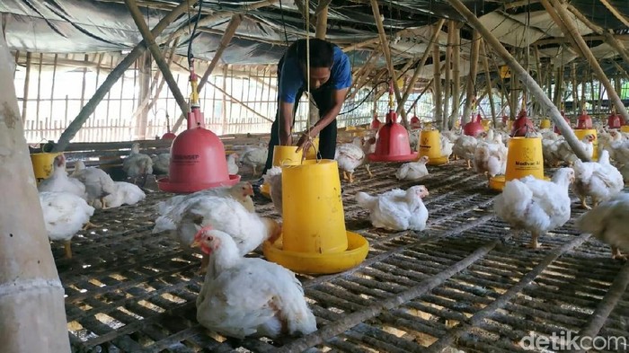 Peternak Di Tulungagung Tunda Panen Dan Ganti Pakan Sejak Harga Ayam Anjlok