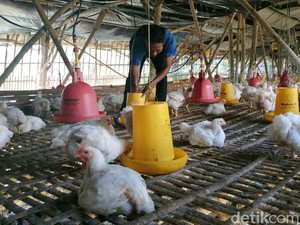 Kementan Janji Perjuangkan Kendala Harga Ayam Peternak