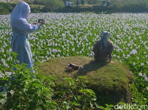 Tahu Nggak, Eceng Gondok Bisa Mekar Secantik Ini