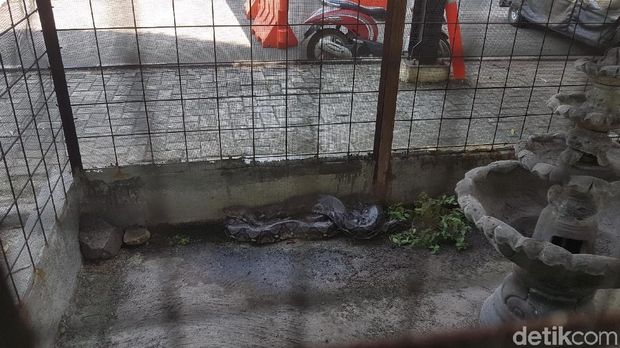 Ular akan diserahkan ke BKSDA Serang