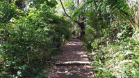 Begitu turun dari kapal, perjalanan dapat ditempuh dengan berjalan kaki menyusuri jalanan terbuat dari semen. Kiri kanan jalan dipenuhi hutan (Agus Setyadi/detikcom)