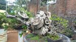 Foto: Tempat Wisata Untuk Kamu Penggemar Bonsai
