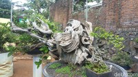 Usia masing-masing bonsai ada yang baru lima tahun hingga ada juga yang berusia ratusan tahun. Itu bisa dilihat dari serat-serat kayu ini. (Aji Kusuma/detikcom)