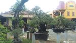 Foto: Tempat Wisata Untuk Kamu Penggemar Bonsai