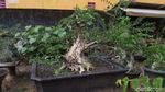 Foto: Tempat Wisata Untuk Kamu Penggemar Bonsai