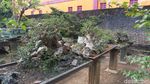 Foto: Tempat Wisata Untuk Kamu Penggemar Bonsai