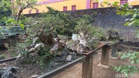 Di galeri ini, ada kelas belajar bonsai yang bernama Ganesa Bonsai School (GBS). Traveler bisa belajar pemilihan jenis pohon, pemupukan, pemotongan, perawatan hingga teknik membentuk pola pohon bonsai yang diinginkan. (Aji Kusuma/detikcom)