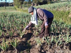 Di Kawasan Gunung Bromo, Embun Upas Mulai Rusak Kebun Sayur Warga